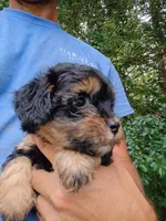 Doodle , a male Havapoo for sale in Seneca, SC – 4 of 7
