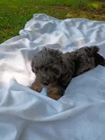 Duke, a male Havapoo for sale in Seneca, SC – 7 of 7