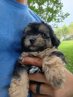 Dinah, a female Havapoo for sale in Seneca, SC – 2 of 3