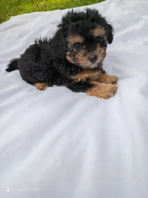 Dinah – Havapoo puppy for sale in Seneca, SC