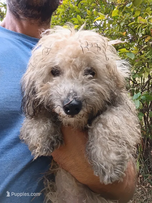 Elvis  – Havapoo puppy for sale in Seneca, SC