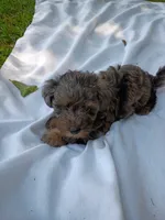Duke, a male Havapoo for sale in Seneca, SC – 4 of 7