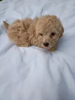Vanilla , a male Havapoo for sale in Seneca, SC – 3 of 6