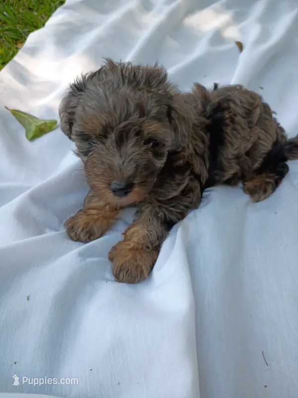 Duke – Havapoo puppy for sale in Seneca, SC