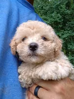 Vanilla , a male Havapoo for sale in Seneca, SC – 2 of 6