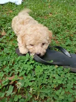 Vanilla , a male Havapoo for sale in Seneca, SC – 6 of 6