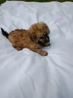 Sandy, a female Havapoo for sale in Seneca, SC – 3 of 6