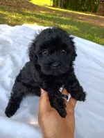 Beauty , a female Havapoo for sale in Seneca, SC – 2 of 5