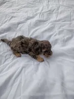 Togo, a male Havapoo for sale in Seneca, SC – 3 of 4