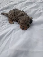 Togo, a male Havapoo for sale in Seneca, SC – 4 of 4