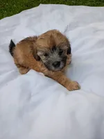 Buck, a male Havapoo for sale in Seneca, SC – 5 of 6
