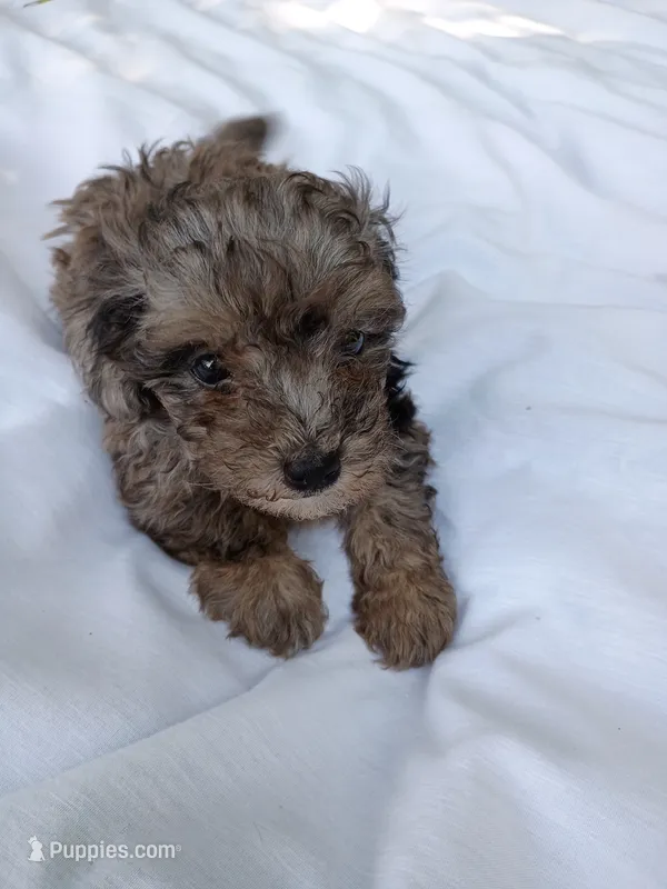 Banjo  – Havapoo puppy for sale in Seneca, SC