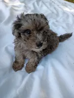 Banjo , a male Havapoo for sale in Seneca, SC – 7 of 9