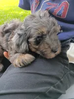 Duke, a male Havapoo for sale in Seneca, SC – 6 of 7