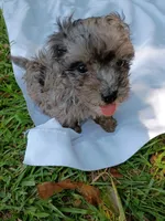Banjo , a male Havapoo for sale in Seneca, SC – 4 of 9