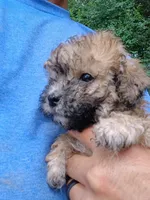 Sandy, a female Havapoo for sale in Seneca, SC – 2 of 6