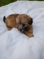 Buck, a male Havapoo for sale in Seneca, SC – 1 of 6