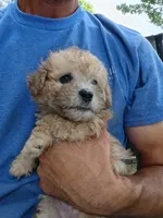 Frankie , a male Havapoo for sale in Seneca, SC – 2 of 5