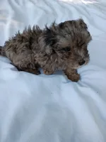 Banjo , a male Havapoo for sale in Seneca, SC – 9 of 9