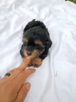Doodle , a male Havapoo for sale in Seneca, SC – 7 of 7