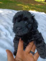 Beauty , a female Havapoo for sale in Seneca, SC – 1 of 5