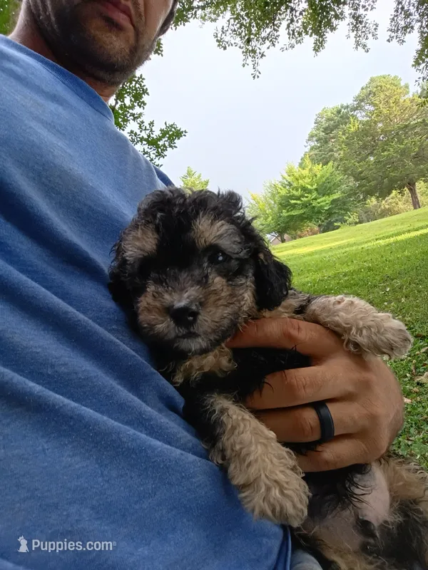Dallas – Havapoo puppy for sale in Seneca, SC