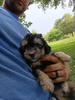 Dallas, a male Havapoo for sale in Seneca, SC – 1 of 5