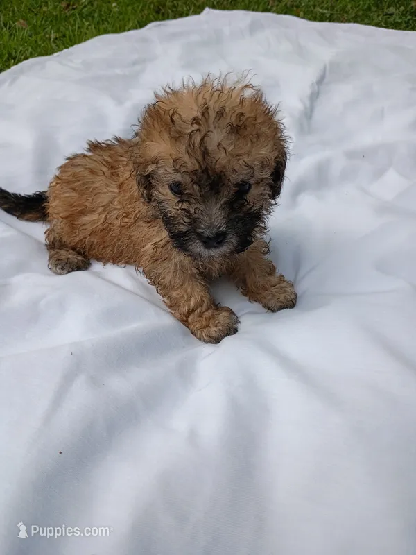 Sandy – Havapoo puppy for sale in Seneca, SC