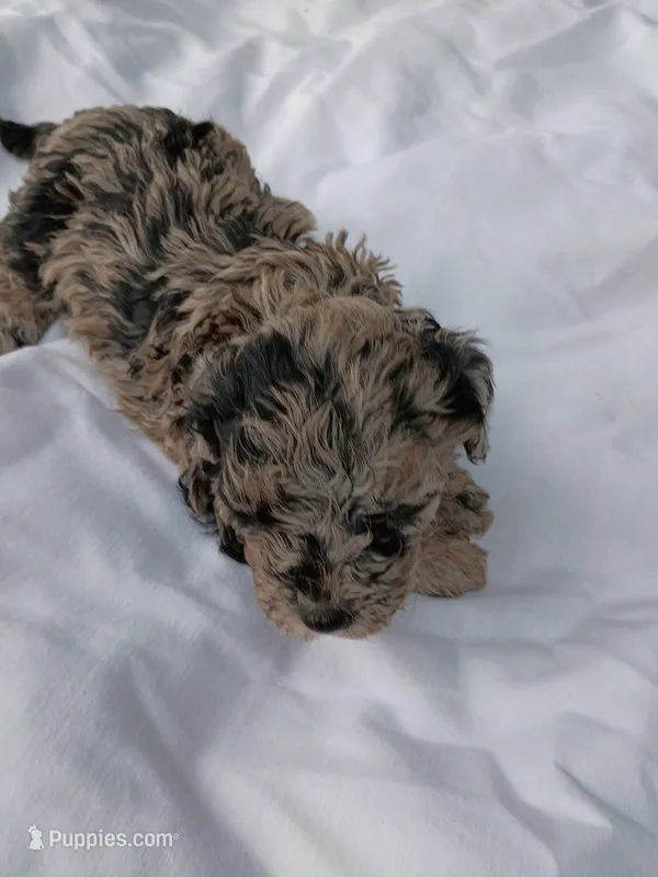 Belle – Havapoo puppy for sale in Seneca, SC