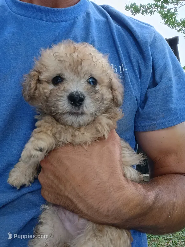 Frankie  – Havapoo puppy for sale in Seneca, SC