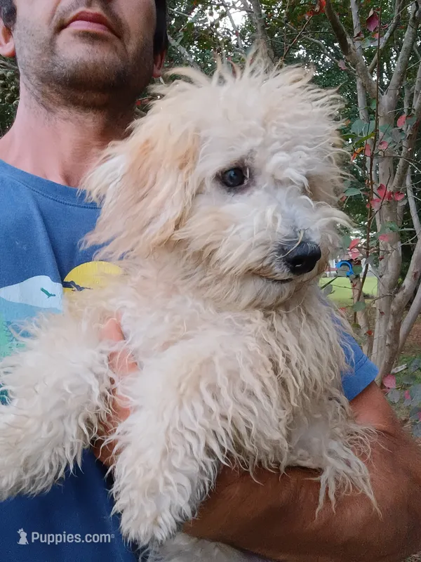 Frankie  – Havapoo puppy for sale in Seneca, SC