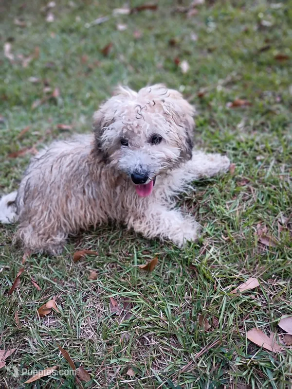 Elvis  – Havapoo puppy for sale in Seneca, SC