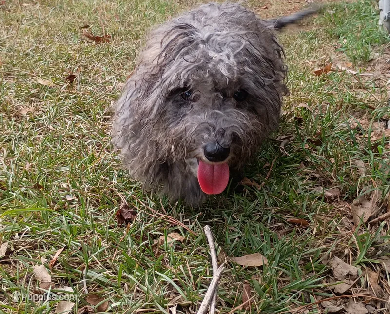 Banjo  – Havapoo puppy for sale in Seneca, SC