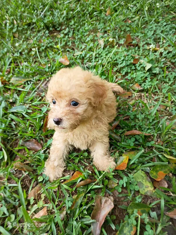 Faith  – Havapoo puppy for sale in Seneca, SC