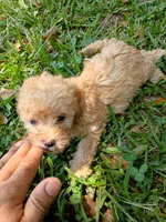 Faith , a female Havapoo for sale in Seneca, SC – 2 of 8