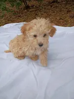 processed/2436422a-ff7c-4980-aee4-0c81f285c1c5/listing/a12b1171-324a-433c-9037-fa26d1008dd0/68449239-504c-487a-bd71-f1118445f154