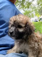 Elvis , a male Havapoo for sale in Seneca, SC – 6 of 6