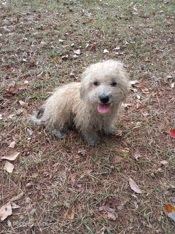 Sandy – Havapoo puppy for sale in Seneca, SC