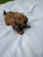 Sandy, a female Havapoo for sale in Seneca, SC – 6 of 6