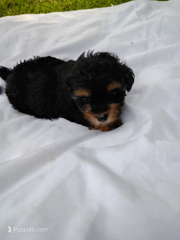 Doodle  – Havapoo puppy for sale in Seneca, SC