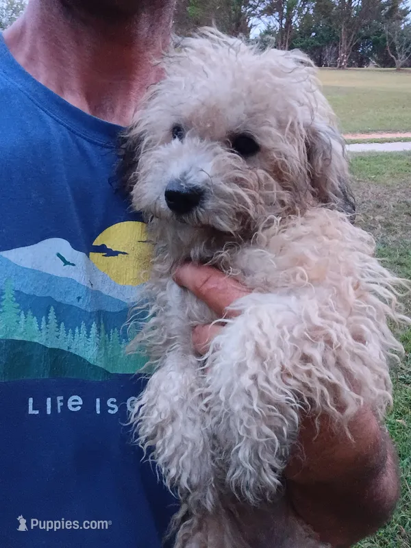 Sandy – Havapoo puppy for sale in Seneca, SC