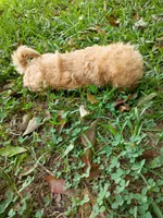 Faith , a female Havapoo for sale in Seneca, SC – 7 of 8