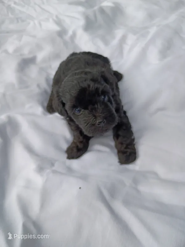 Beauty  – Havapoo puppy for sale in Seneca, SC
