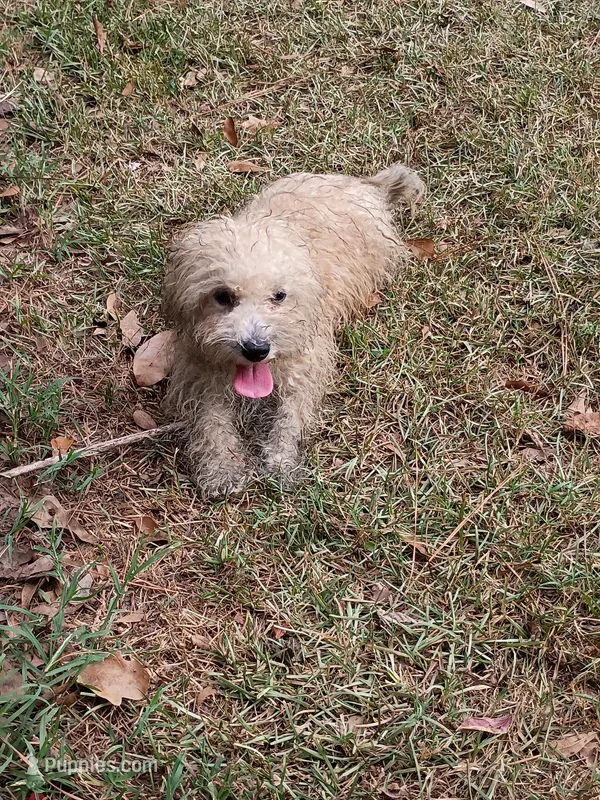 Sandy – Havapoo puppy for sale in Seneca, SC