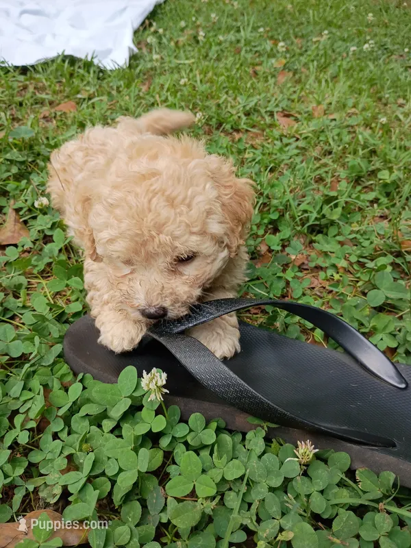 Vanilla  – Havapoo puppy for sale in Seneca, SC