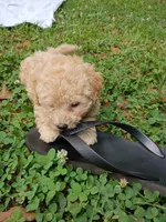 Vanilla , a male Havapoo for sale in Seneca, SC – 1 of 6