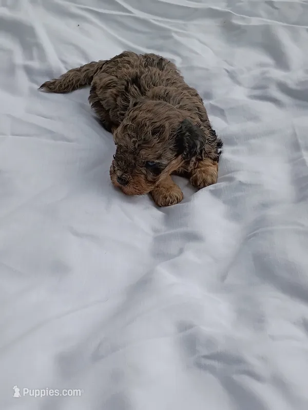 Togo – Havapoo puppy for sale in Seneca, SC
