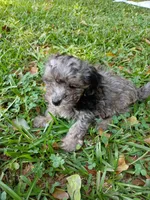 Banjo , a male Havapoo for sale in Seneca, SC – 6 of 9