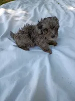 Banjo , a male Havapoo for sale in Seneca, SC – 3 of 9