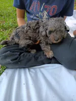 Duke, a male Havapoo for sale in Seneca, SC – 2 of 7